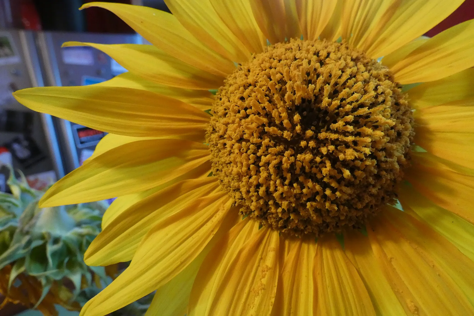 12637 sunflower curtains