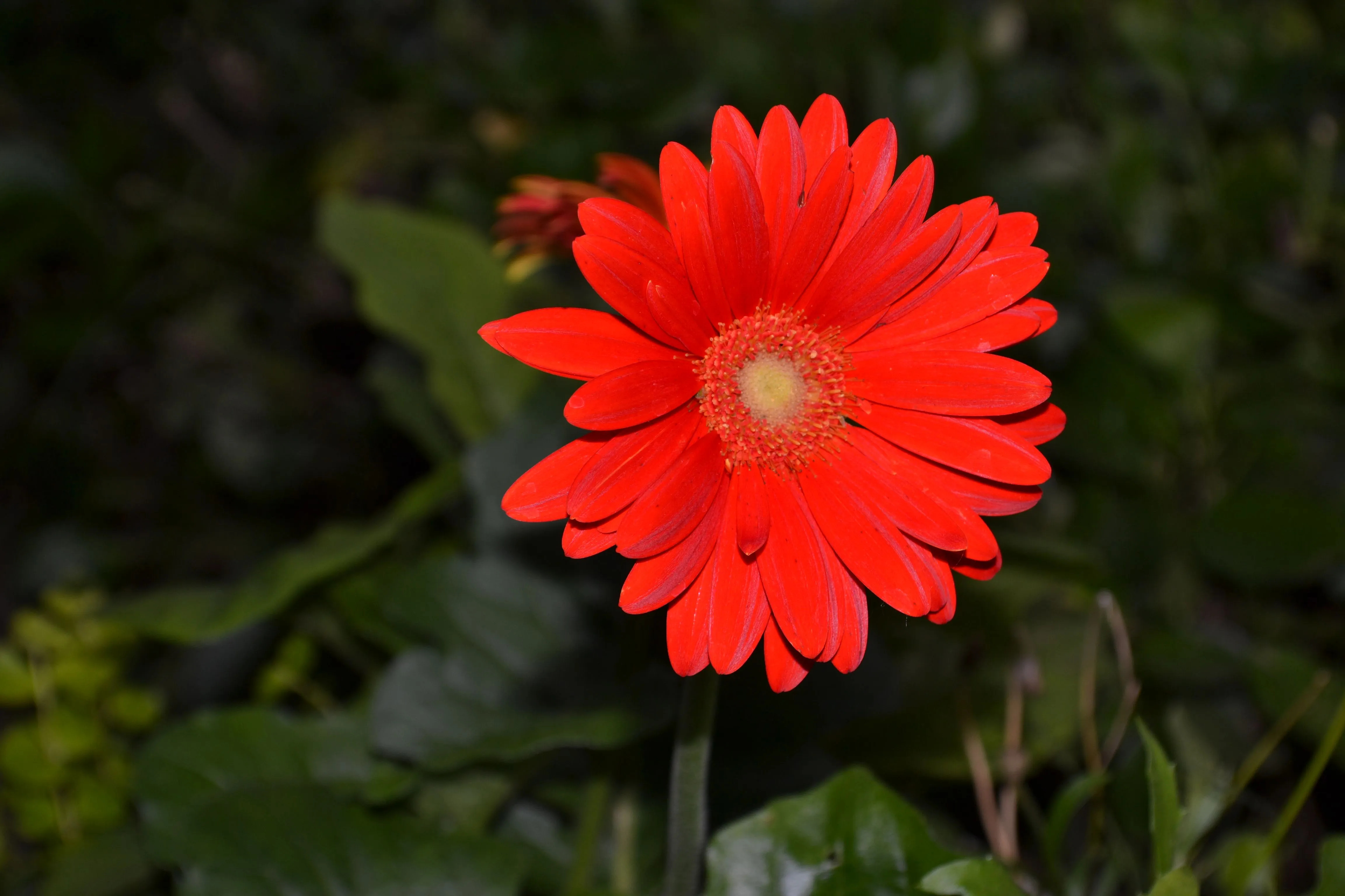 12667 caring for gerbera daisies