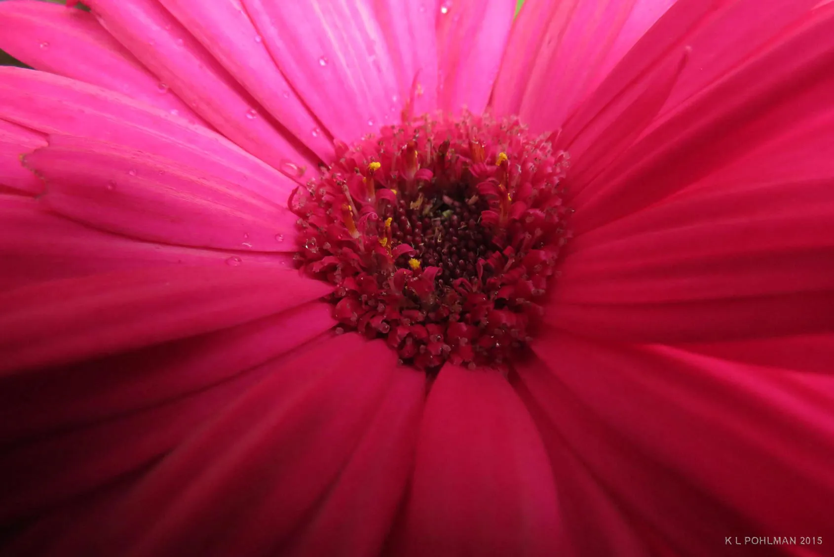 12667 gerbera daisy centerpiece