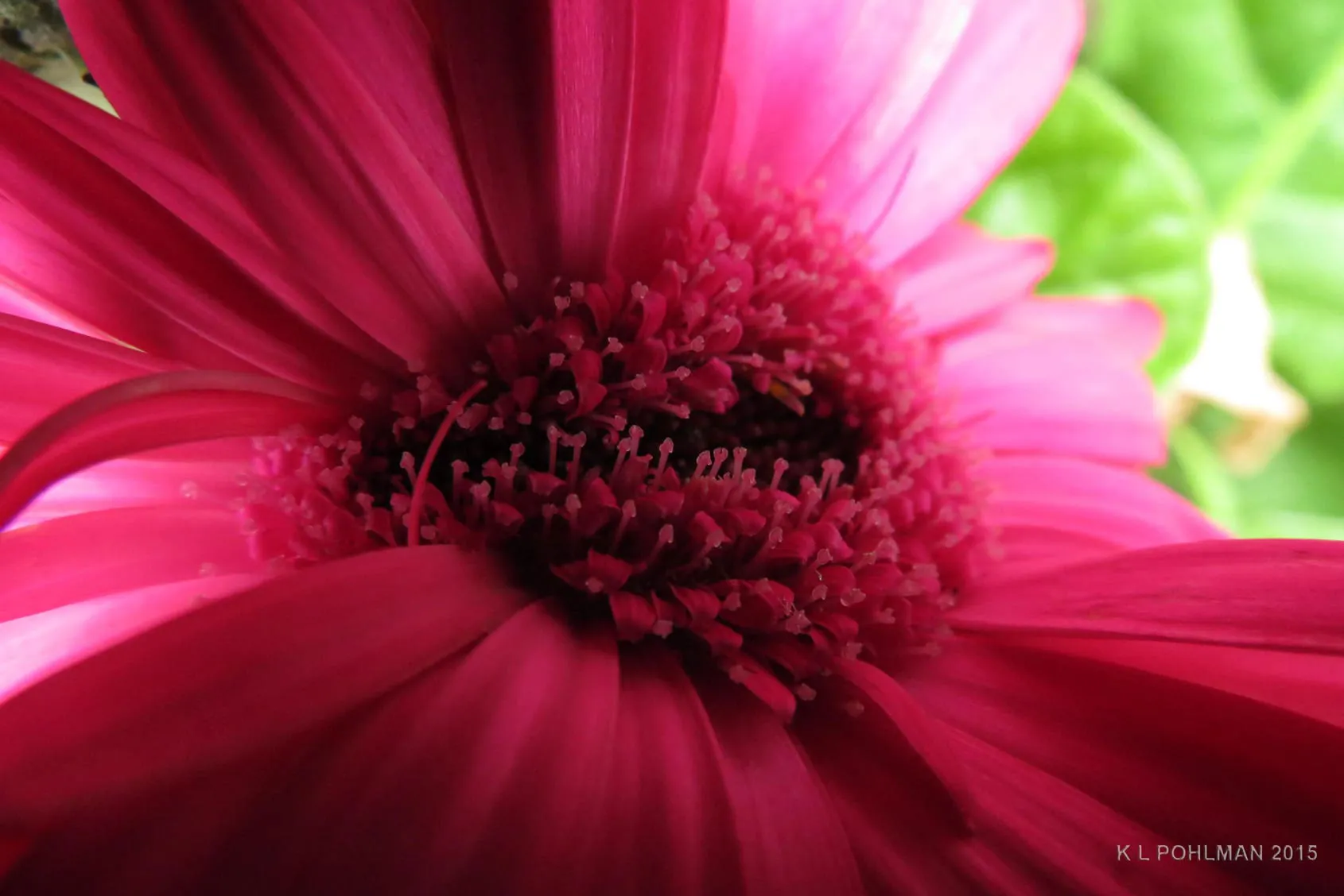 12667 gerbera daisy wall art