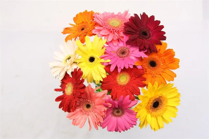 /img/12667-where-to-buy-gerbera-daisy-decor.webp