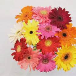 /img/12667-where-to-buy-gerbera-daisy-decor.webp
